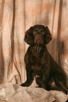 Picture of Boykin Spaniel on fabric
