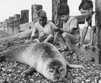 Picture of boys looking at a seal