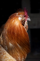 Picture of Brabanter cockerel profile