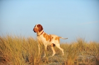 Picture of Bracco Italiano (Italian Pointing Dog) standing in grass