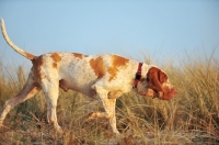 Picture of Bracco Italiano (Italian Pointing Dog) walking