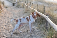 Picture of Bracco Italiano (Italian Pointing Dog) near beach