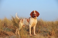 Picture of Bracco Italiano (Italian Pointing Dog)