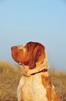 Picture of Bracco Italiano (Italian Pointing Dog) profile