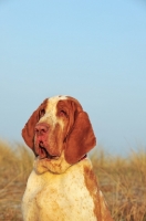 Picture of Bracco Italiano (Italian Pointing Dog) portrait