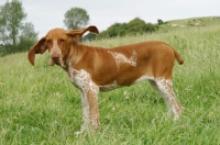 Picture of Bracco Italiano on grass