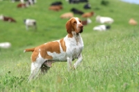 Picture of Bracco Italiano on hillside