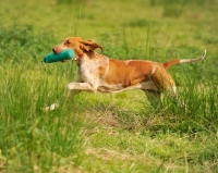 Picture of Bracco Italiano running with dummy