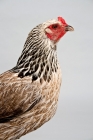 Picture of Brahma hen side view head shot.