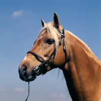 Picture of bramshott midnight sun, head study of riding pony stallion