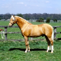 Picture of bramshott midnight sun, riding pony stallion