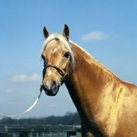 Picture of bramshott midnight sun, riding pony, head study