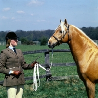 Picture of bramshott midnight sun, riding pony stallion with handler