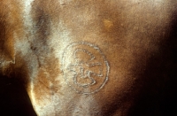 Picture of brand on einsiedler horse