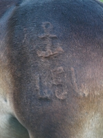 Picture of brand on Exmoor Pony