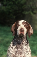 Picture of Braque Bourbonnais portrait