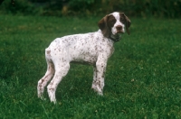 Picture of Braque Bourbonnais puppy