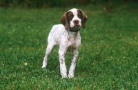 Picture of Braque Bourbonnais puppy