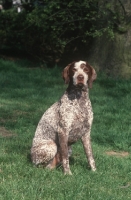 Picture of Braque Bourbonnais sitting on grass