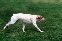 Picture of braque de bourbonnais striding along