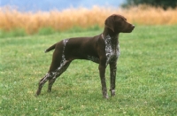 Picture of Braque Francais (aka French Pointer) in field. Type: Pyrenee