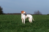 Picture of Braque Saint Germain in field, aka Saint Germain pointer