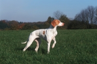 Picture of Braque Saint Germain pointing, aka Saint Germain pointer