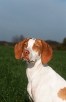 Picture of Braque Saint Germain portrait, aka Saint Germain pointer