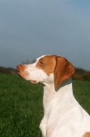 Picture of Braque Saint Germain profile, aka Saint Germain pointer