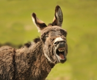 Picture of braying donkey