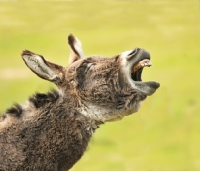 Picture of braying donkey