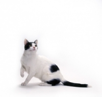 Picture of Brazilian Shorthair, alert