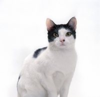 Picture of Brazilian Shorthair, portrait