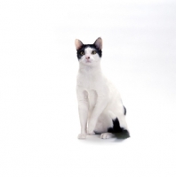 Picture of Brazilian Shorthair sitting on white background