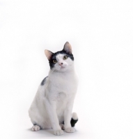 Picture of Brazilian Shorthair sitting on white background