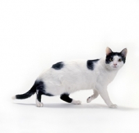 Picture of Brazilian Shorthair walking on white background