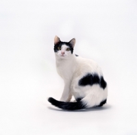 Picture of Brazilian Shorthair