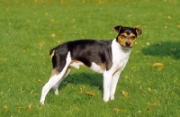 Picture of Brazilian Terrier on grass