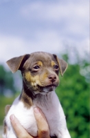 Picture of Brazilian Terrier pup