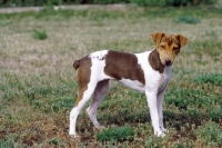 Picture of Brazilian Terrier side view