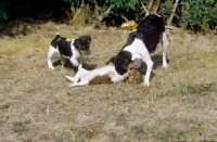 Picture of Brazilian Terriers playing