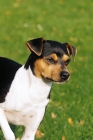Picture of Brazlian Terrier looking away