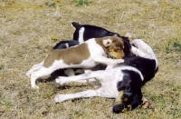 Picture of Brazlian Terrier with puppies