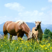 Picture of BÃ¤rbl, Hafflinger mare and foal at Ebbs Austria
