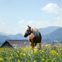 Picture of BÃ¤rbl, Haflinger mare in flowery meadow among mountains in Austria