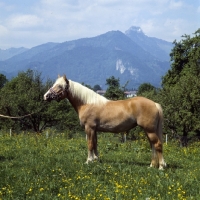 Picture of BÃ¤rbl side view of Haflinger mare in Austria