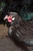 Picture of Breda Fowl (aka Kraaikop), hen