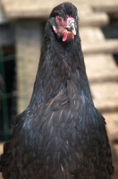 Picture of Breda Fowl (aka Kraaikop), hen