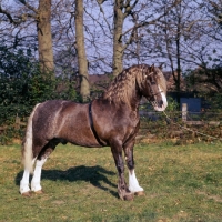 Picture of brenin brynawelon, welsh cob (section d) stallion