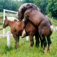 Picture of breton stallion mounting a mare